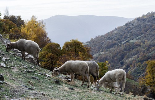 Rebaño pastando en un paisaje de montaña
